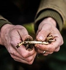 Maand van de hopscheuten